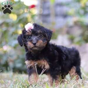 Poppy, Yorkie Poo Puppy